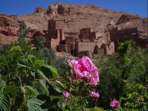 vallée des roses maroc